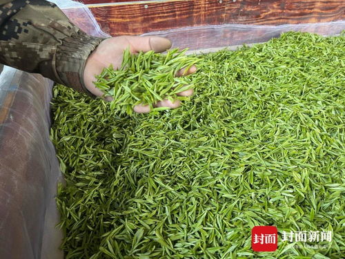 四川夹江30万亩茶园迎采摘季 茶农收获今春 第一桶金