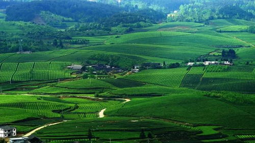 贵州茶业第一县湄潭,除了好喝的茶,还有哪些特产