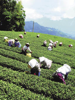 ECFA效应:台湾茶大陆“开泡”